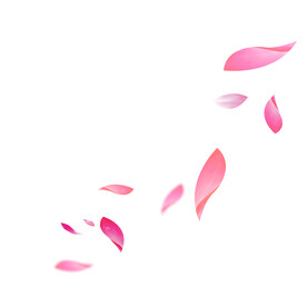 玫瑰花瓣元素