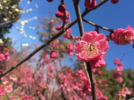 梅花 红色梅花