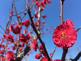 梅