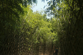 绿树