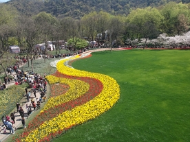 航拍花海花海草地花带太子湾