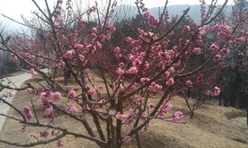 梅花
