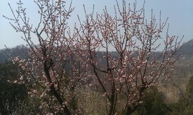 梅花