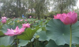 荷花