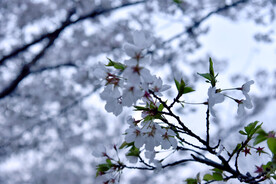 樱花