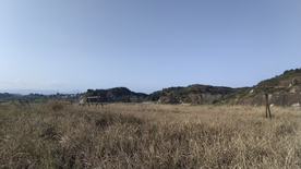 风景-花草树木