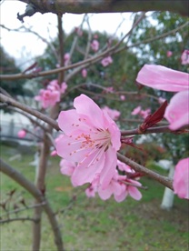 桃花