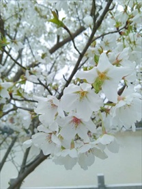 樱花