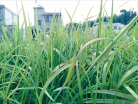 草