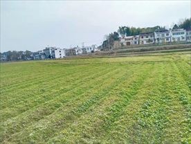 绿草地