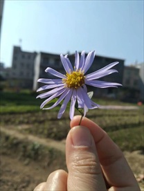 小雏菊