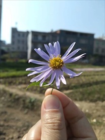 小雏菊