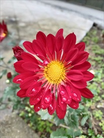 小雏菊
