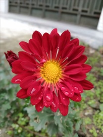 小雏菊