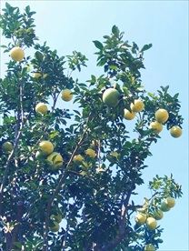 柚子树