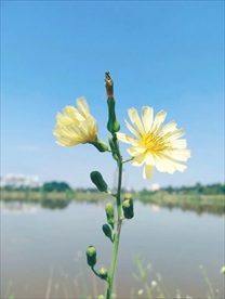 小雏菊