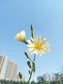小雏菊