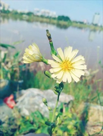 小雏菊
