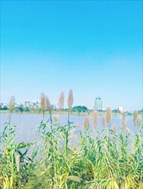 湖边芦苇