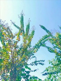 树枝