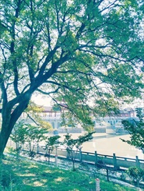 大树