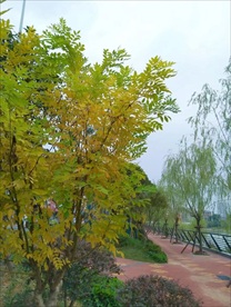 秋天树叶