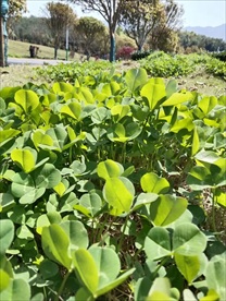 四叶草