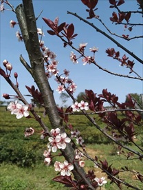 梅花
