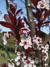梅花树