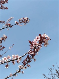 梅花