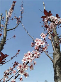 梅花 腊梅