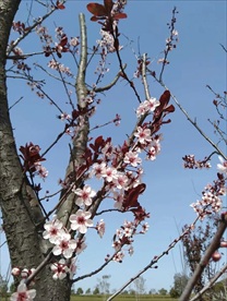 梅花