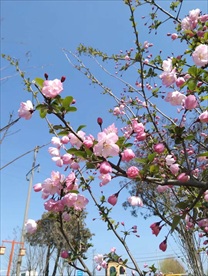 海棠花