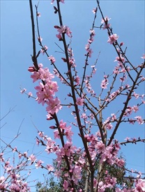 桃花 天空
