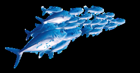 免抠图游动的鱼群