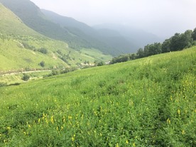 高山草甸
