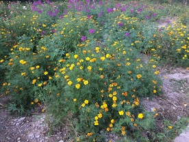万寿菊花丛