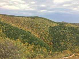 黄青国器