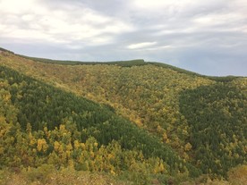 黄青国器