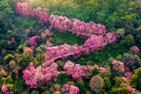 粉色樱花树在山上的鸟瞰图