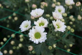 白色小雏菊微摄