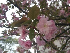 樱花
