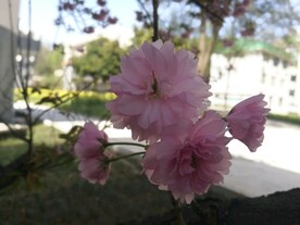 樱花