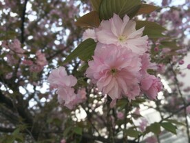 樱花