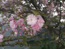 樱花