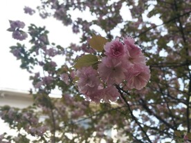 樱花