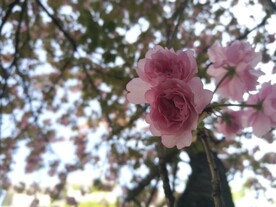 樱花