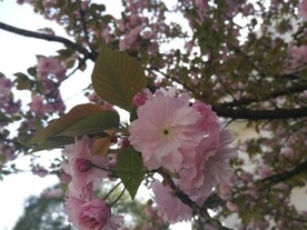 樱花