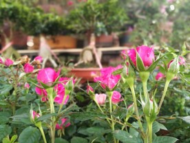 含苞待放花苞