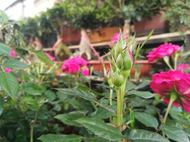 蔷薇花苞